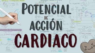 POTENCIAL DE ACCIÓN CARDIACO❤️ POTENCIAL DE REPOSO [upl. by Yentyrb151]