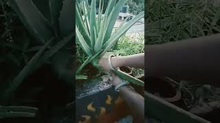 Aloe vera Maadi Thottam [upl. by Chrysa]