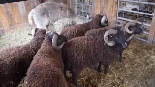 Sheep Shearing at Black Sheep Hill Farm [upl. by Nas]