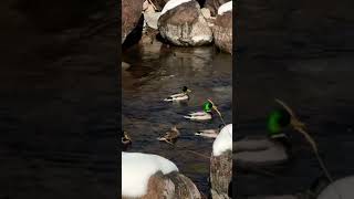 Duck 🦆 and ducklings swimming in the cold 🥶 snowy water youtubeshorts ducklings duck shorts [upl. by Desirae]