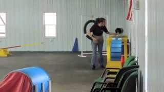 Aldens Kennels Dog Training Chicago [upl. by Ahsemik]