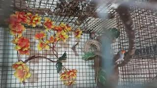 Setup and Breeding tips for orange cheeked waxbill step by step [upl. by Milstone]