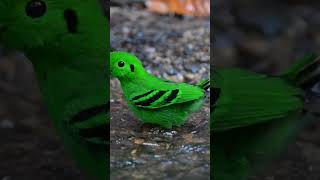 About green broadbill birds green broadbill burung burunglangka [upl. by Akired]