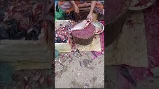 Amazing Cating fish sumai pankas fastest subscribe shortvideo everyone comedy [upl. by Anuait]