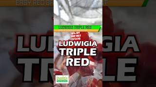 🚨50 OFF🚨 Ludwigia “Triple Red” Easy RED TODAY ONLY 111314 [upl. by Sirehc449]