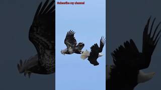 EAGLE vs FALCON Falcon attacks Bald Eagle falcon baldeagles birdsofyoutube wildlife birdlovers [upl. by Norrab]