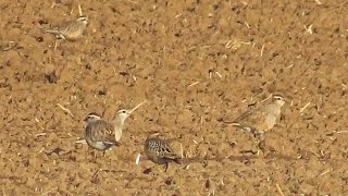 Kulík hnědý  Eurasian Dotterel Charadrius morinellus  11 ex [upl. by Anaic604]