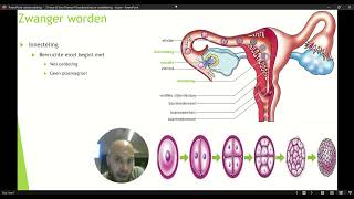 VWO 3 Thema 4 Voortplanting en Seksualiteit Basisstof 4 Zwanger worden Deel 2 [upl. by Corron]