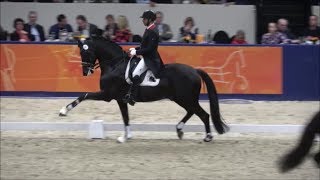 ALL AT ONCE by Ampere  Gribaldi  sHertogenbosch Stallion Competition 2019 [upl. by Townie]