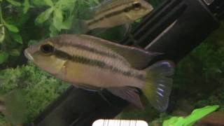 Chromidotilapia guntheri guntheri  Gunthers Mouthbrooder [upl. by Shamrao644]