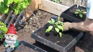 How to Transplant Peppers into Your Garden [upl. by Breena]