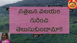 Nitrogen cycle in Telugu for class 9  unit 11 జీవభౌగోళిక రసాయినిక వలయాల [upl. by Cerallua]