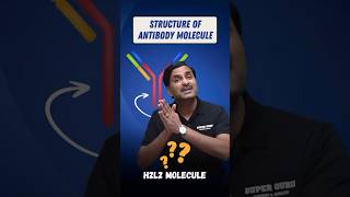 Structure of Antibody Molecule  Explained in 1 Minute 🔥 biologyeducation neetpreparation shorts [upl. by Morse]