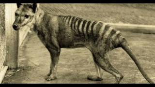 Tasmanian Tiger Back From the Dead Australian Scientists Launch New Survey [upl. by Annoved]