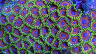 Coralscapes at Elite Reef  zoanthids duncans micromussa favites palythoas cyphastrea [upl. by Ailla]