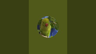 CUTE PARROT  Bhutku and Chutku is live [upl. by Merideth]