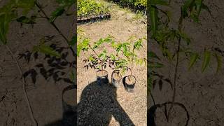 Neem plant minivlog shortvideo publicrecation science viralshort [upl. by Fayre]