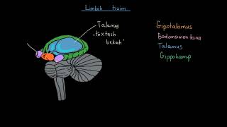 Hissiyotlar limbik tizim  Tibbiyot [upl. by Tilla]