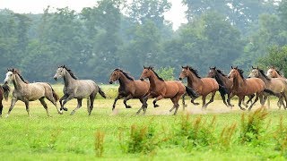 So werden Sie Oldenburger Pferdezüchter [upl. by Houston]