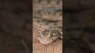 Desert horned viper participates in Fangs Out Friday [upl. by Aleris]