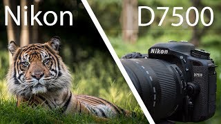 Nikon D7500 Review  Powerful But Not Perfect [upl. by Nodnart873]