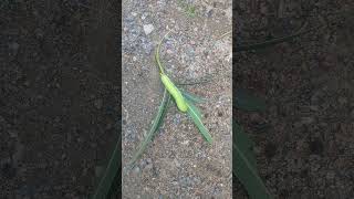 Caterpillar eat whole leaf [upl. by Rol]