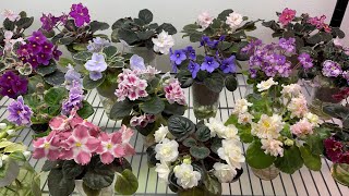 Gray Turtle Violets  2021 Holiday Blooms  Part 1 [upl. by Lantz]