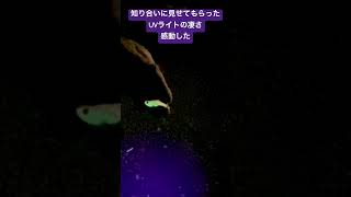 １秒で発光出来るUVライトがほしくなった！凄さに感動つりチャンネル 太刀魚uvおすすめ ひかる [upl. by Airpal]