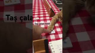 Taş çalan kedi cat kedi kedivideoları akım trend tiktok [upl. by Georges]