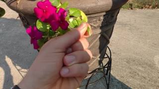 Natures Springloaded Sowers Impatiens Seed Pods [upl. by Ellehsat]