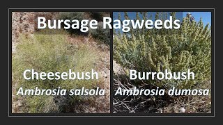 CHEESEBUSH vs BURROBUSH Ambrosia salsola vs Ambrosia dumosa comparison aka Bursage Ragweed [upl. by Engenia]