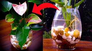 How to grow Anthurium in water [upl. by Emerej]