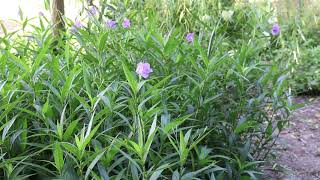 Mexican petunia Ruellia simplex  Plant Identification [upl. by Roehm]