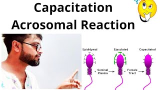 Capacitation amp Acrosomal reaction in sperm BoardNeet [upl. by Einahpehs487]