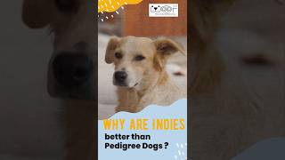 Why are Indies better than Pedigree Dogs [upl. by Lelia952]