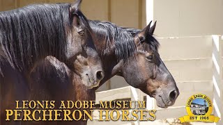 Percheron Horses with Miss Laura [upl. by Elleined]