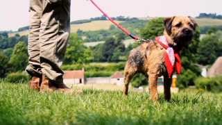 Herb the Dog at Weald amp Downland Open Air Museum West Sussex [upl. by Salina]