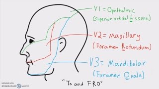 Anatomy  Cranial Nerves and Their Sensory Distribution [upl. by Petra161]