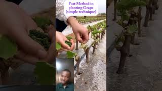 Fast Technique for Planting Grape [upl. by Meurer]