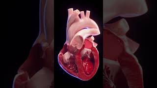 3d animated blood flow of the heart anatomy meded 3dmodel [upl. by Akeyla53]