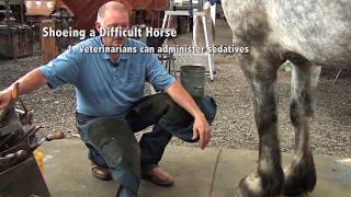 Shoeing a Draft Horse  Tips and Techniques Part 1 Front Hoof Trimming [upl. by Keese]