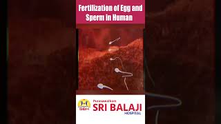 Part01 Fertilization Of Egg amp Sperm In Human hospital [upl. by Eiuqnimod]