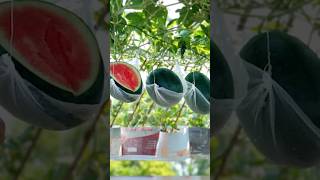 How I Turned My Terrace into a Super Fruitable Watermelon Garden Extremely Creativeshort grow [upl. by Latterll397]