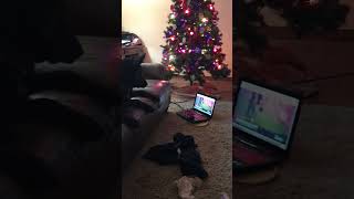 Dogs watch dog sports on the TV and the computer during christmas break [upl. by Efron614]