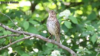 Zanglijster Turdus philomelos [upl. by Oretos]