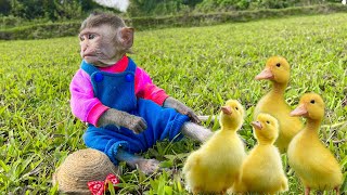 Baby monkey Bon Bin fishing herding duckling with Amee Little cat Animal Islands [upl. by Clemmie714]