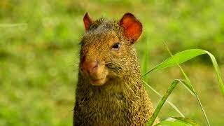 AGOUTI resting DASYPROCTA AGUTI DASYPROCTA CUTIA Wild animal [upl. by Ahsenom533]