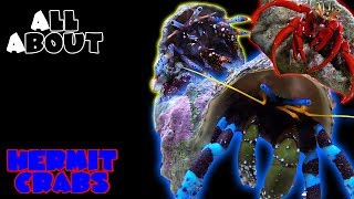 All About The Hermit Crabs  Blue Legs Red Tips Electric Blues Halloween [upl. by Koch]