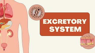 Excretion and The Excretory System [upl. by Baudin]