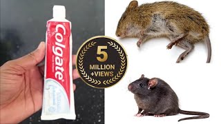 MAGIC COLGATE  How To Kill Rats Within 10 minutes  Home Remedy  Magic Ingredient  Mr Maker [upl. by Evanthe]